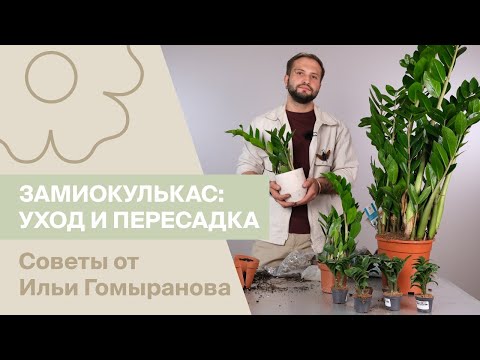 Видео: Замиокулькас: уход и правильная пересадка | Советы от Ильи Гомыранова