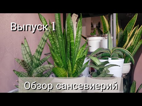 Видео: Выпуск 1. Обзор моей коллекции сансевиерий. Август 2024 год.