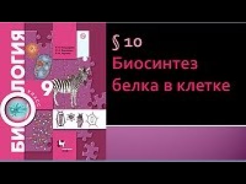 Видео: Биология 9 класс. Биосинтез белка в клетке