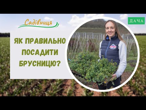 Видео: Як правильно посадити брусницю? Як Розмножувати Брусницю?