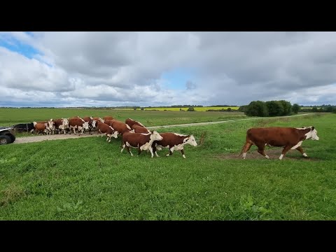 Видео: КОРОВКИ БЕГУТ КУШАТЬ НОВУЮ ТРАВУ...  Перегоняем стадо на Новое Пастбище. 4-9-21.