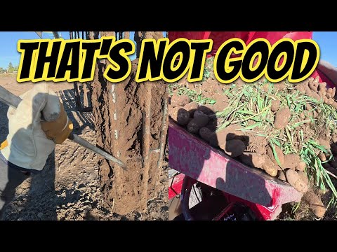 Видео: Когда сбор картофеля идет НЕ ТАК!