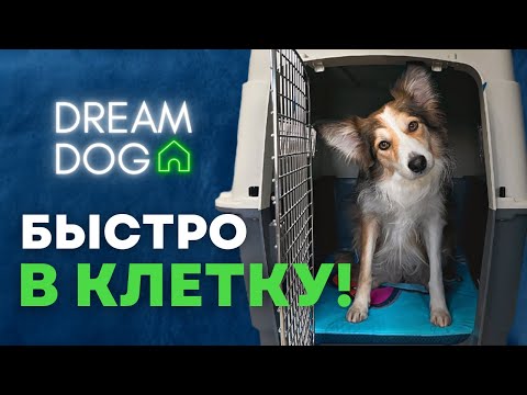 Видео: Приучить к клетке 🐶 Как научить щенка оставаться на месте в вольере 🐕 Обучить собаку к переноске 🐩