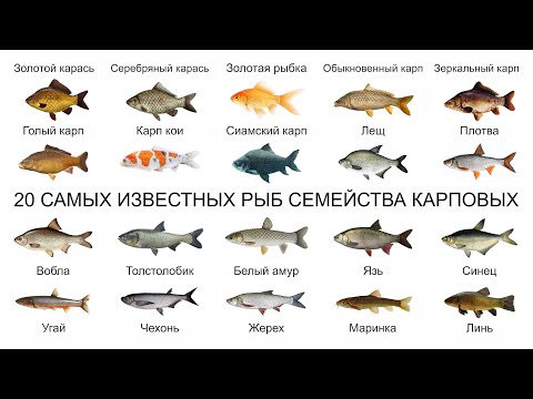 Видео: Топ 20 САМЫХ ИЗВЕСТНЫХ РЫБ СЕМЕЙСТВА КАРПОВЫХ