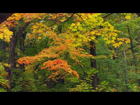 Видео: ♫   Романтический саксофон... Встреча...