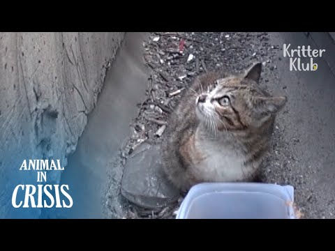 Видео: Кот, пойманный в ловушку на шоссе, в ужасе от автомобилей, бегущих над ним | Животное в кризис EP95