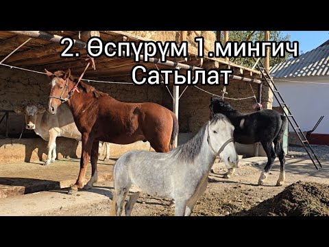 Видео: Бүгүн 8 ноября 2025 зор 2 өспүрүм жана 1 мингич Ат арзан бада сатуга чыкты #продажалошадей #Актулпар