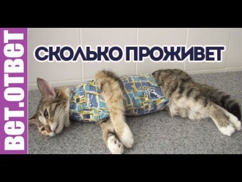 Видео: Сколько кошка проживет после удаления опухоли? ВетОтвет