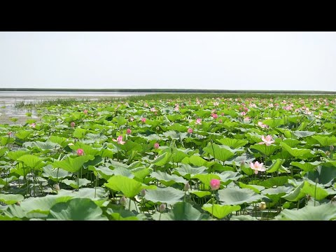 Видео: Әлемде сирек кездесетін лотос гүлін тамашалауға Атырау облысына бір айда он мыңнан астам турист...