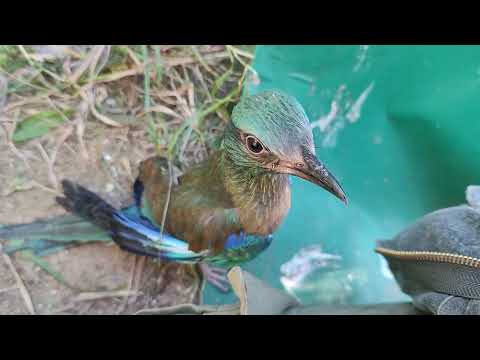 Видео: Сизоворонки - немного кривые, но все равно милые