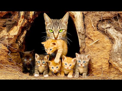 Видео: Сердце бьётся быстрее💓 Кошка-мама с котёнком🐱 смотрит на меня… Что дальше❓