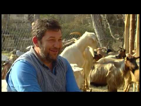 Видео: Balkan goat in North Macedonia Домашна коза