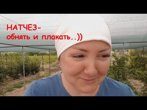 Видео: Ежевика Натчез - самое большое разочарование. Никому этот сорт не советую