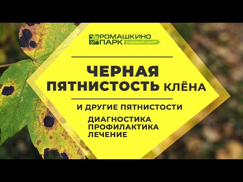 Видео: Черная пятнистость клена, мучнистая роса и другие пятнистости: диагностика, профилактика, лечение
