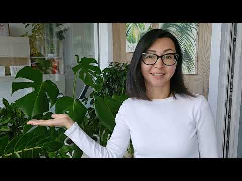 Видео: 🌿Моё первое видео для канала 🌿Обзор всех растений моего домашнего сада