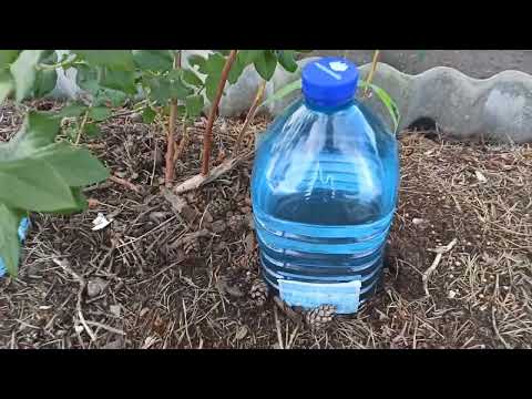Видео: Полив голубики. "Уникальный". 😊