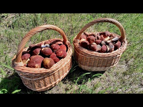 Видео: Грибная Охота на Боровиков по Белому мху #2023#хмао