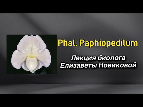Видео: Уход за пафиопедилумом в домашних условиях!🔥🌸🔥