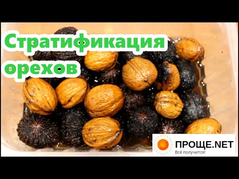 Видео: Орехи  грецкий, чёрный, пекан -  стратификация в перлите