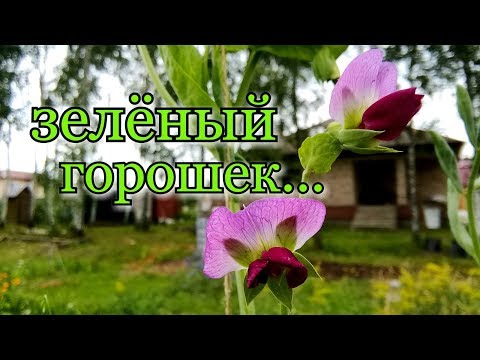 Видео: Раз горох, два горох/ Уход, полив, новые сорта... /#зеленыйгорошек #цвететгорошек #деревняогород