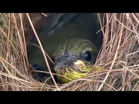 Видео: Истории | филиппинок и иностранцев | иностранцев ставших бездомными|