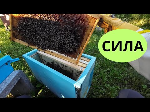 Видео: ДВА РОЯКА В ЕДНО