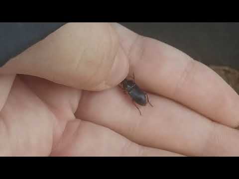 Видео: Малък син бегач