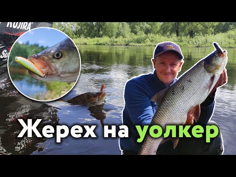 Видео: Ловля ЖЕРЕХА на ВОЛКЕР / УОКЕР / Walker