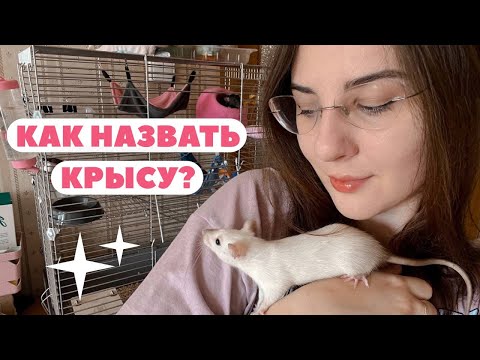 Видео: КАК НАЗВАТЬ ПИТОМЦА? 🐁 ЛАЙФХАК | ПЕРЕВОД ИМЕН МОИХ КРЫС