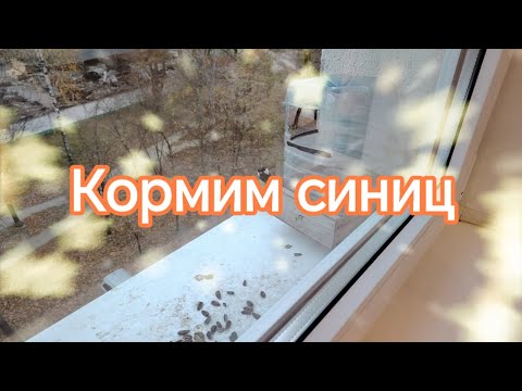 Видео: Наши синицы вернулись. Прожорливая семейка увеличилась🤗😋