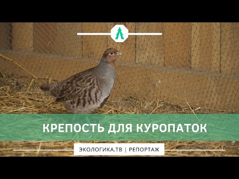 Видео: Крепость для куропаток