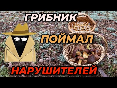 Видео: 💥 НАРУШИТЕЛИ СОРВАЛИ ЗАКРЫТИЕ СЕЗОНА!💥 Грибы 2024