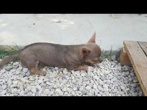 Видео: почему текут глаза у чихуахуа,на что обратить внимание, питомник чихуахуа КастропулоКрым Симферополь