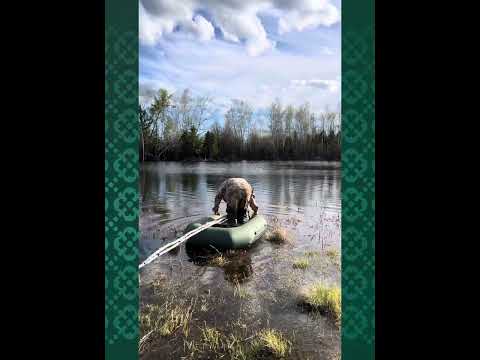 Видео: Уһун кытылга Ньургуһун сибэкки уонна Илин Мотоҕо күөлүгэр илим түһэриитэ 2025 сыл саас