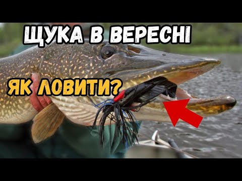 Видео: Щука в вересні. Як ловити? Де шукати? Які приманки найкращі в ваших умовах?