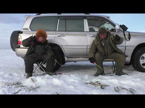 Видео: Корюшка-зубатка. Сопли поморозили, рыбку наловили!