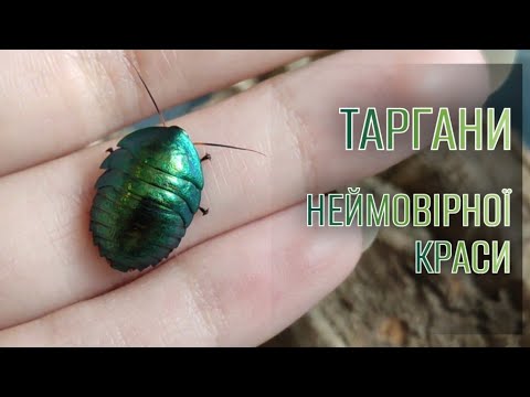 Видео: Таргани вдома? А якщо вони смарагдові? | Утримання тарганів виду Pseudoglomeris magnifica