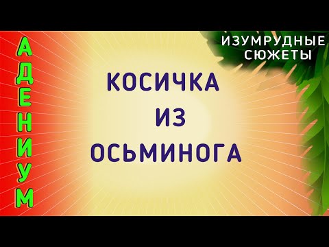 Видео: Адениум. Как сформировать каудекс и корни не обычно. Косичка из осьминога.