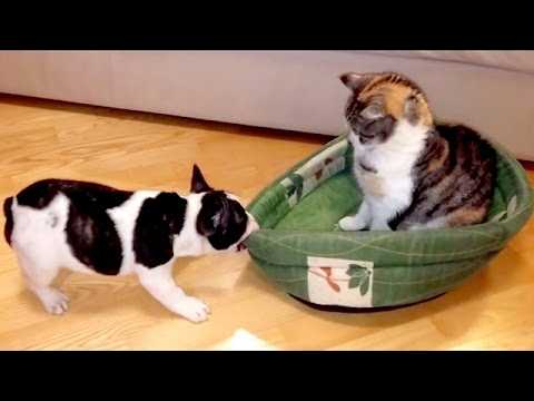Видео: Котята реагируют на первую встречу со щенком! 🤣