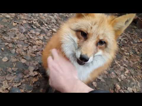 Видео: Алиса - лиса. Игра с лисой. Часть 1.