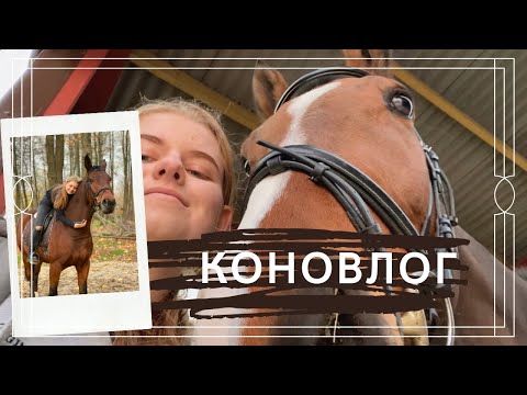Видео: КОНОВЛОГ// Новая лошадь, тренировки✨