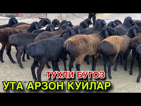 Видео: 500 МИНГ АРЗОНИГА ТУХЛИ БУГОЗ КУЙЛАР! КАШКАДАРЁ ГУЗОР ТУХЛИ КУЙЛАРИ! 