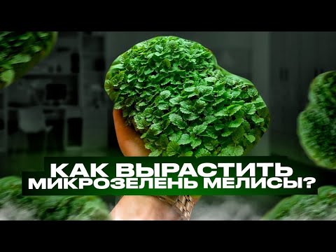Видео: Как вырастить микрозелень - бейбилист мелисы?! Как посадить?