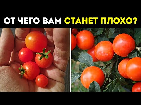 Видео: Эти растения — мастера маскировки, не ешьте их!