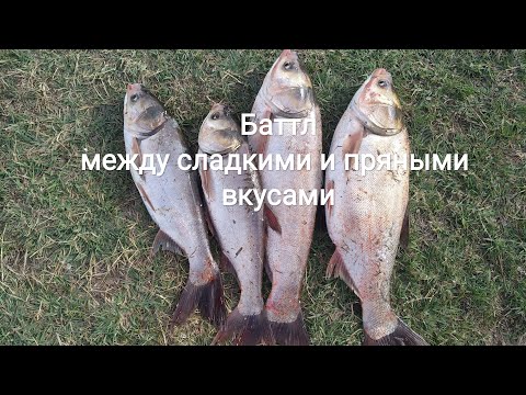 Видео: На что клюет толстолоб ранней осенью?