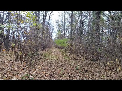 Видео: Нарешті дісталися до "лісу" 😊