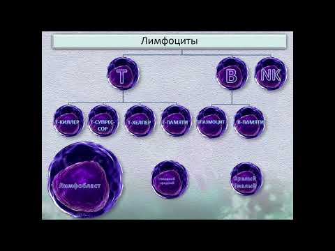 Видео: Система кроветворения и иммунной защиты 1 часть