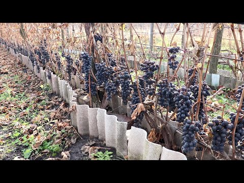 Видео: ШИРАЗ.Сбор, Переработка винограда/3 Вина из Шираза!!!