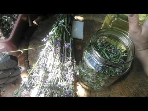 Видео: Лавандовое масло - приготовление в домашних условиях. Рецепт также записан в описании к видео.