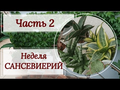Видео: Неделя сансевиерий. Часть 2.